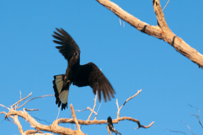 Columbia Ave and Grandfill Reserve
 Hero