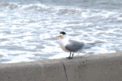 September-October 2011
 Hero