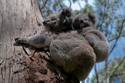 Apollo Bay and The Otways
 Hero