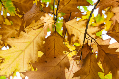 Around the Victorian Mountains
 Hero