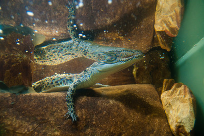 Darwin and Litchfield National Park, July 2010
 Hero
