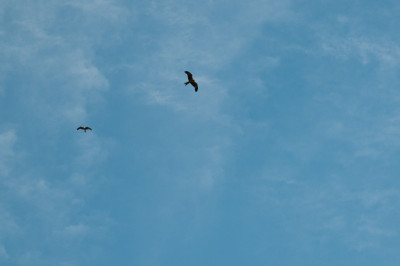 Darwin and Litchfield National Park, July 2010
 Hero