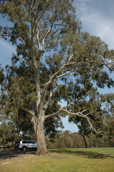 Australia 2009
 Hero
