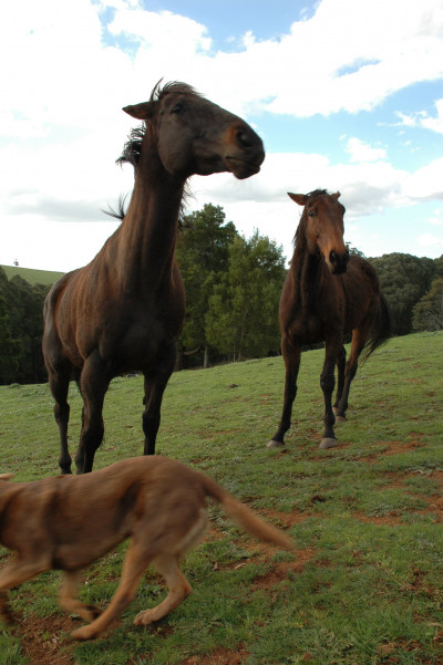 Australia 2009
 Hero