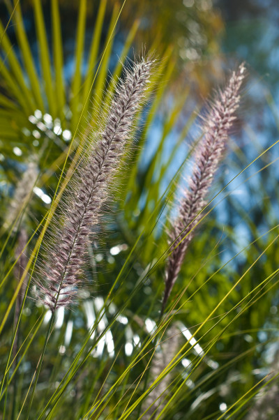 South Australia 2011
 Hero