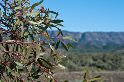 South Australia 2011
 Hero
