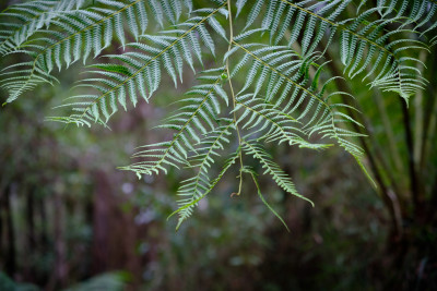 Dandenong Ranges 2023
 Hero