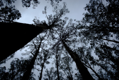 Dandenong Ranges 2023 Dandenong Ranges 2023