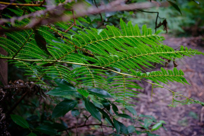 Dandenong Ranges 2023
 Hero