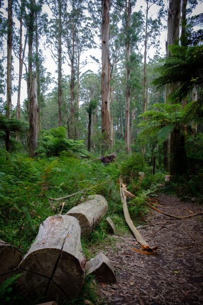 Dandenong Ranges 2023
 Hero