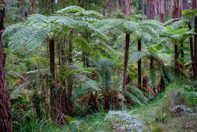 Dandenong Ranges 2023
 Hero