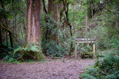 Dandenong Ranges 2023
 Hero