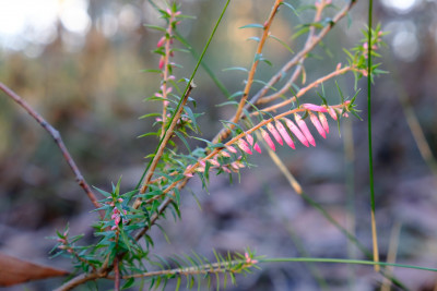 Dandenong Ranges
 Hero