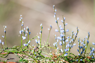 Hochkins Ridge Reserve
 Hero
