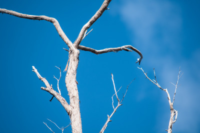 Hochkins Ridge Reserve
 Hero