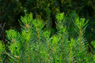 Kalorama to Mount Dandenong
 Hero