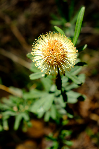 Kalorama to Mount Dandenong
 Hero