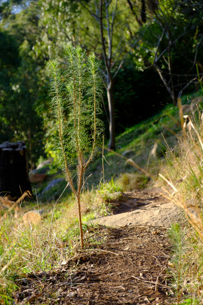 Kalorama to Mount Dandenong
 Hero