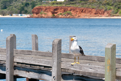 Mornington Beach
 Hero