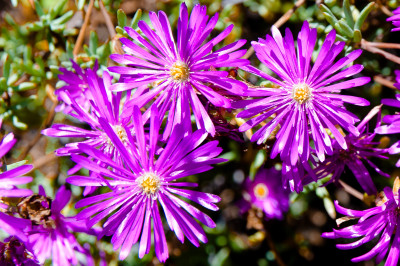 Mornington Beach Mornington Beach