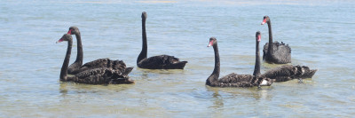 Mouth of Powlett River
 Hero