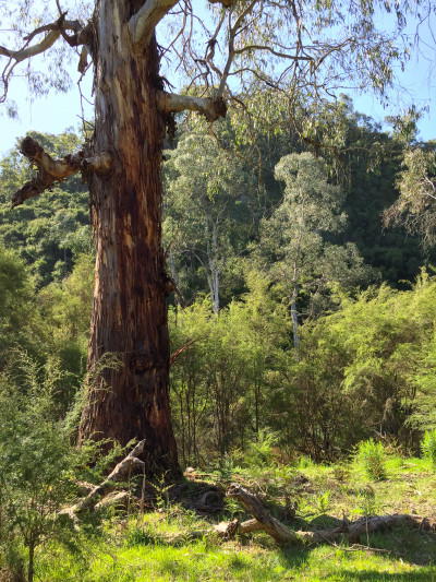 Mt Lofty, Warrandyte State Park Mt Lofty, Warrandyte State Park