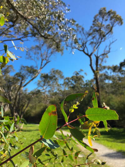 Mt Lofty, Warrandyte State Park
 Hero