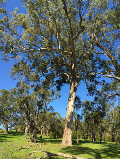 Mt Lofty, Warrandyte State Park
 Hero