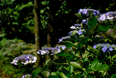 National Rhododendron Garden 2023
 Hero