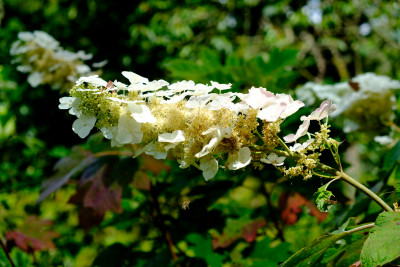 National Rhododendron Garden 2023
 Hero