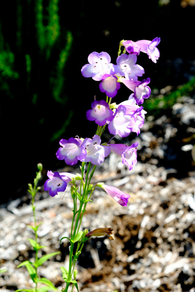 National Rhododendron Garden 2023
 Hero