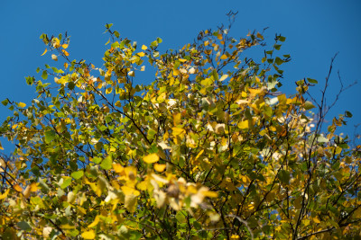 R J Hamer Arboretum 2019
 Hero