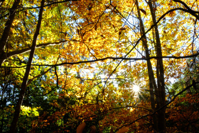 R J Hamer Arboretum 2019
 Hero