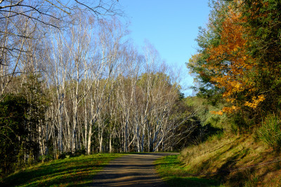R J Hamer Arboretum 2019
 Hero
