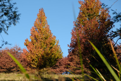 R J Hamer Arboretum 2019
 Hero