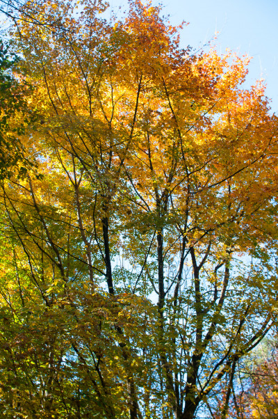 R J Hamer Arboretum R J Hamer Arboretum