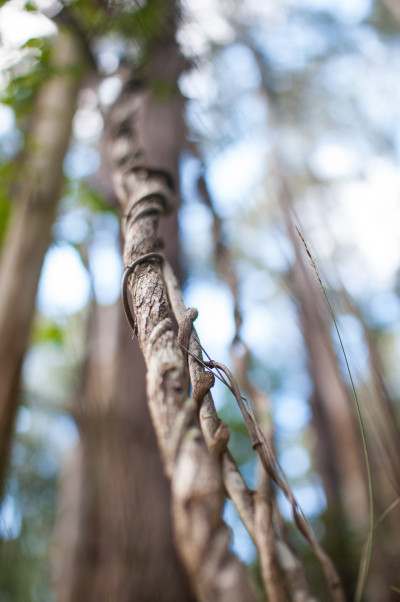 R J Hamer Arboretum
 Hero