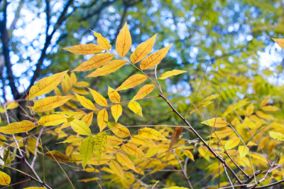 R J Hamer Arboretum
 Hero