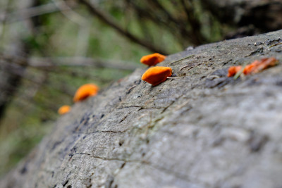 Sheppherd's Bush
 Hero