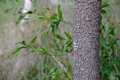 Sheppherd's Bush
 Hero