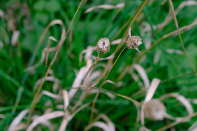 Sheppherd's Bush Sheppherd's Bush