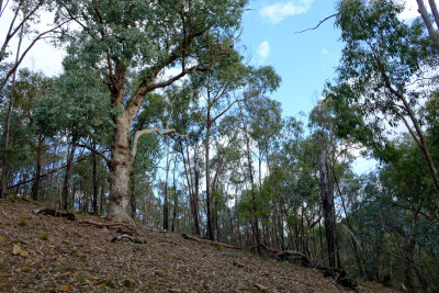 Toolangi Four-wheel Driving
 Hero