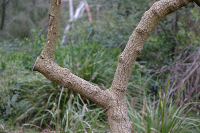 Warrandyte
 Hero