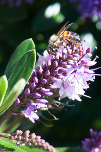 Bees