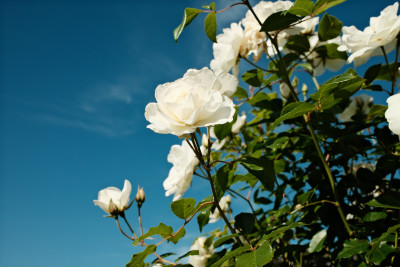 Fujifilm X100VI Test Photos
 Hero