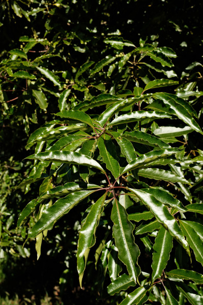 Fujifilm X100VI Test Photos
 Hero
