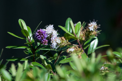 In the backyard with the 55-300
 Hero