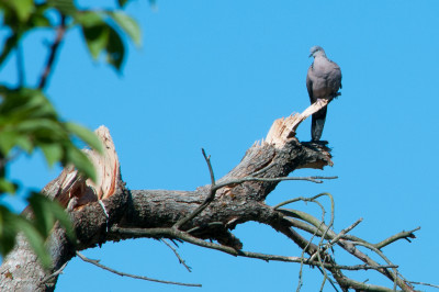 In the backyard with the 55-300
 Hero