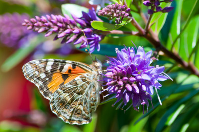 In the backyard with the 55-300