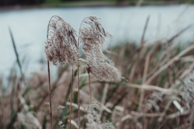 Minolta 50mm
 Hero